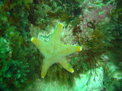 Callopatiria formosa