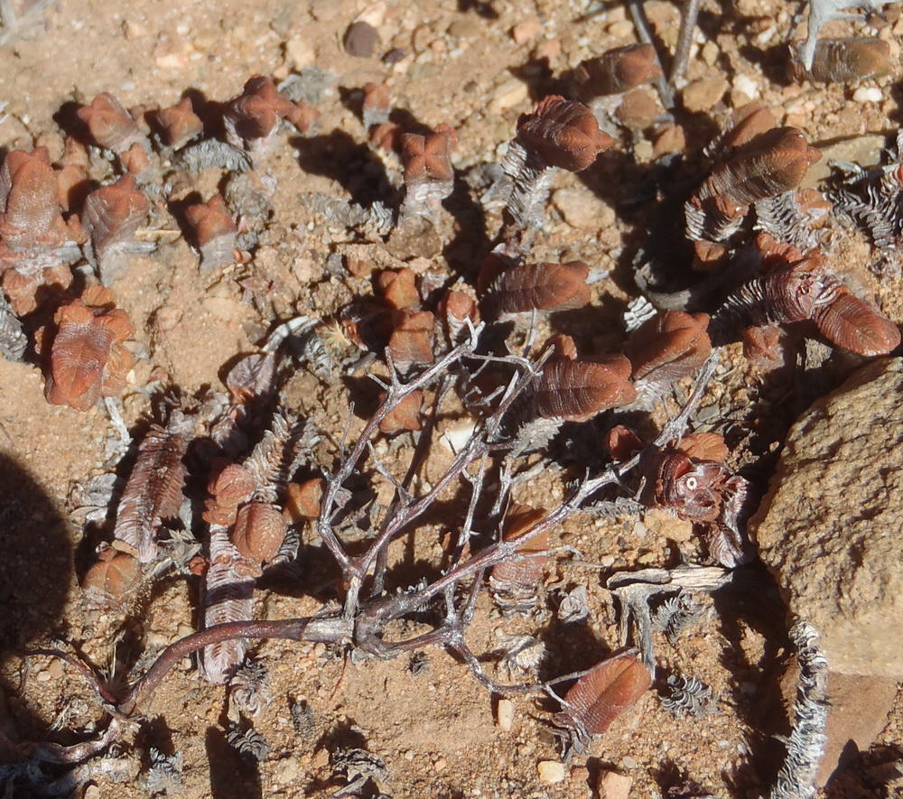 Crassula pyramidalis 2