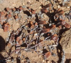 Crassula pyramidalis