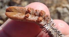 Crassula pyramidalis