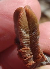 Crassula pyramidalis