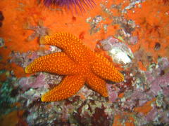 Fromia schultzei