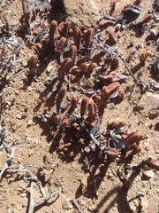 Crassula pyramidalis