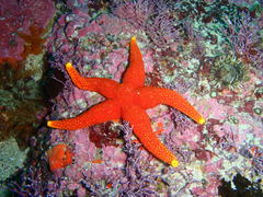 Fromia schultzei