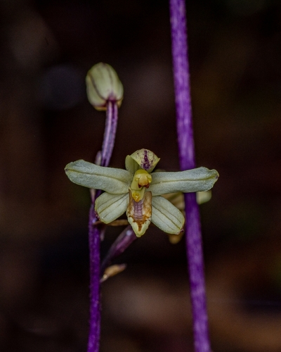 Aphyllorchis montana iNat (3)