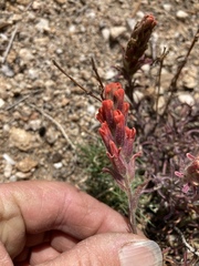 Castilleja praeterita