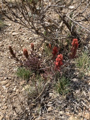 Castilleja praeterita