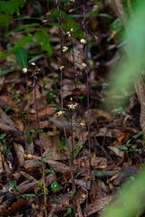 Aphyllorchis montana montana