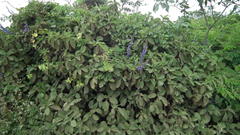 Coleus barbatus grandis