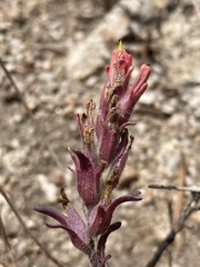 Castilleja praeterita