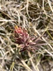Castilleja praeterita