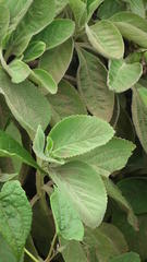 Coleus barbatus grandis
