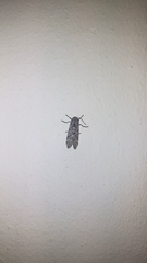 Hypercompe albescens