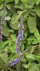 Coleus barbatus grandis