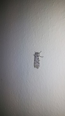 Hypercompe albescens