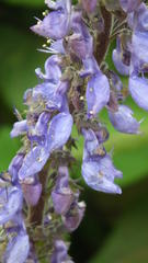 Coleus barbatus grandis