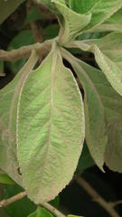 Coleus barbatus grandis