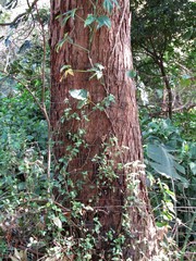 Eucalyptus saligna
