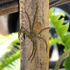 Sparassidae