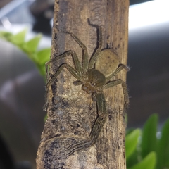 Sparassidae
