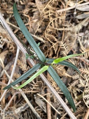 Parsonsia brownii