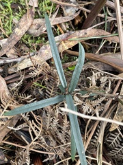 Parsonsia brownii