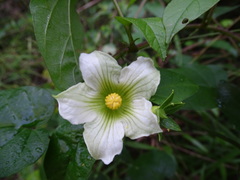 Cionosicys excisus, photograph Alexis López Hernández, CC BY, iNaturalist via GBIF