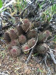 Huernia pillansii