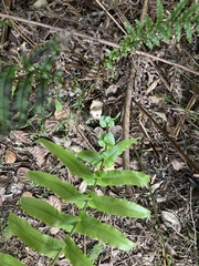 Blechnum novae-zelandiae