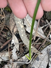 Burchardia umbellata