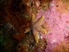 Callopatiria formosa