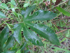 Cionosicys excisus, photograph Alexis López Hernández, CC BY, iNaturalist via GBIF