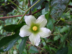 Cionosicys excisus, photograph Alexis López Hernández, CC BY, iNaturalist via GBIF