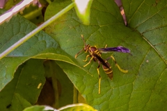 Polistes arizonensis