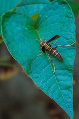 Polistes arizonensis