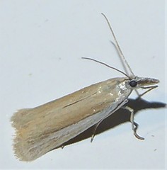 Tampa dimediatella