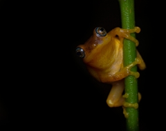 Raorchestes luteolus
