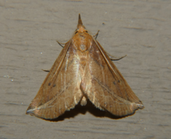 Phyprosopus callitrichoides