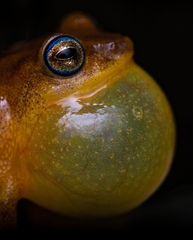 Raorchestes luteolus