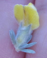 Aspalathus caledonensis