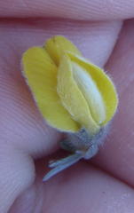 Aspalathus caledonensis