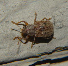 Demotina modesta