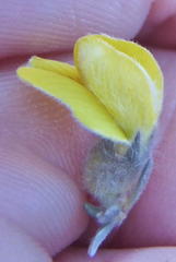 Aspalathus caledonensis