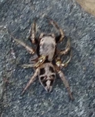 Habronattus cuspidatus