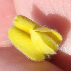 Aspalathus caledonensis