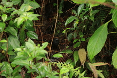 Scytalopus argentifrons