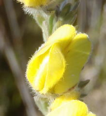 Aspalathus caledonensis