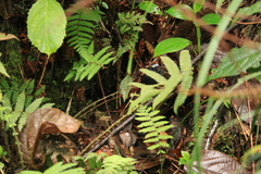 Scytalopus argentifrons