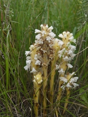 Orobanche coerulescens
