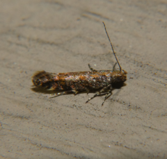 Aristotelia rubidella